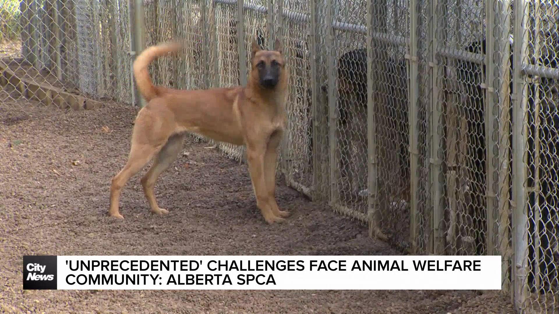 Animal care costs reach $1M this year: Alberta SPCA