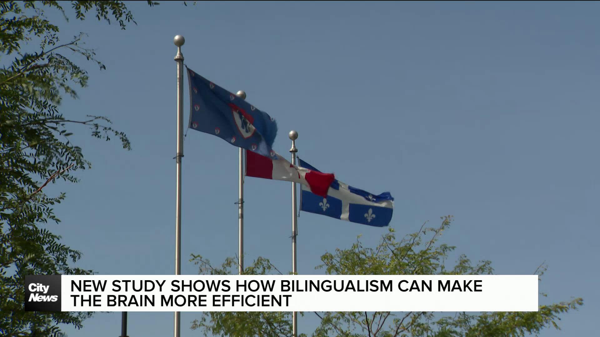 New study shows how bilingualism can make the brain be more efficient