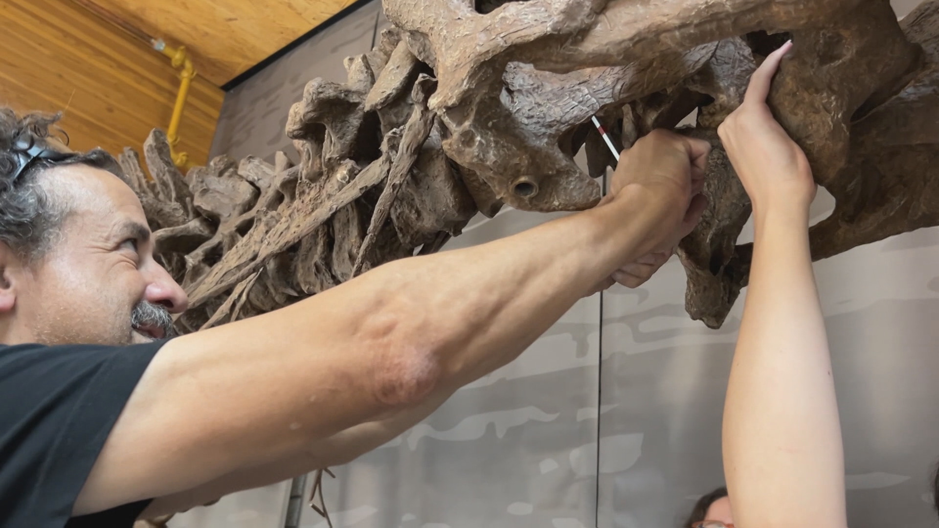 New dinosaur exhibit opening at UBC