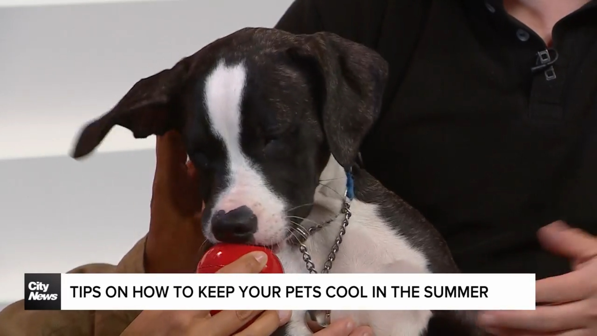Tips on how to keep pets cool during hot weather days