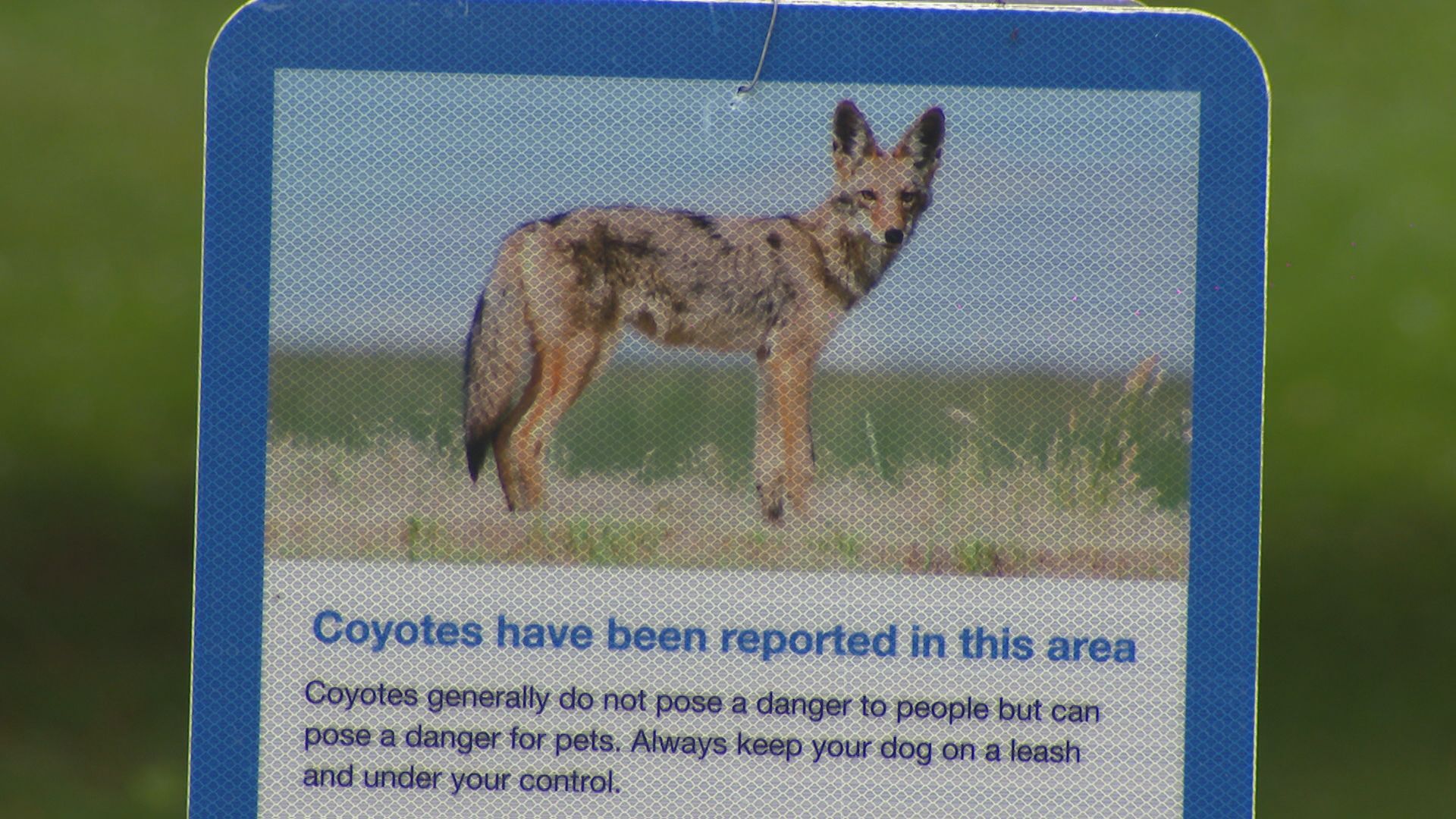 Petition calling for removal of coyotes in Etobicoke parks