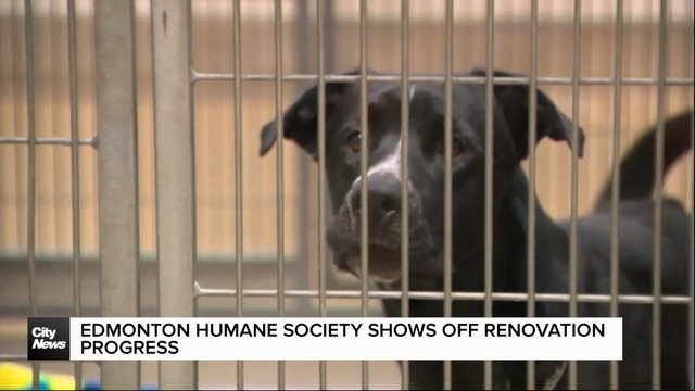 Edmonton Humane Society shows off renovation progress