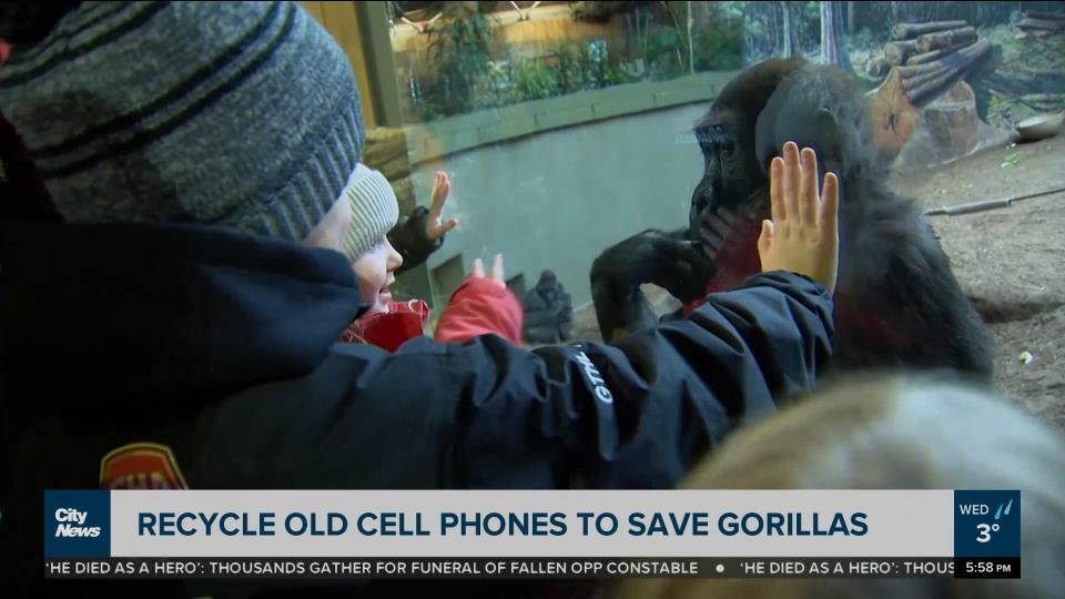 Recycle old cell phones to help save gorillas CityNews Toronto