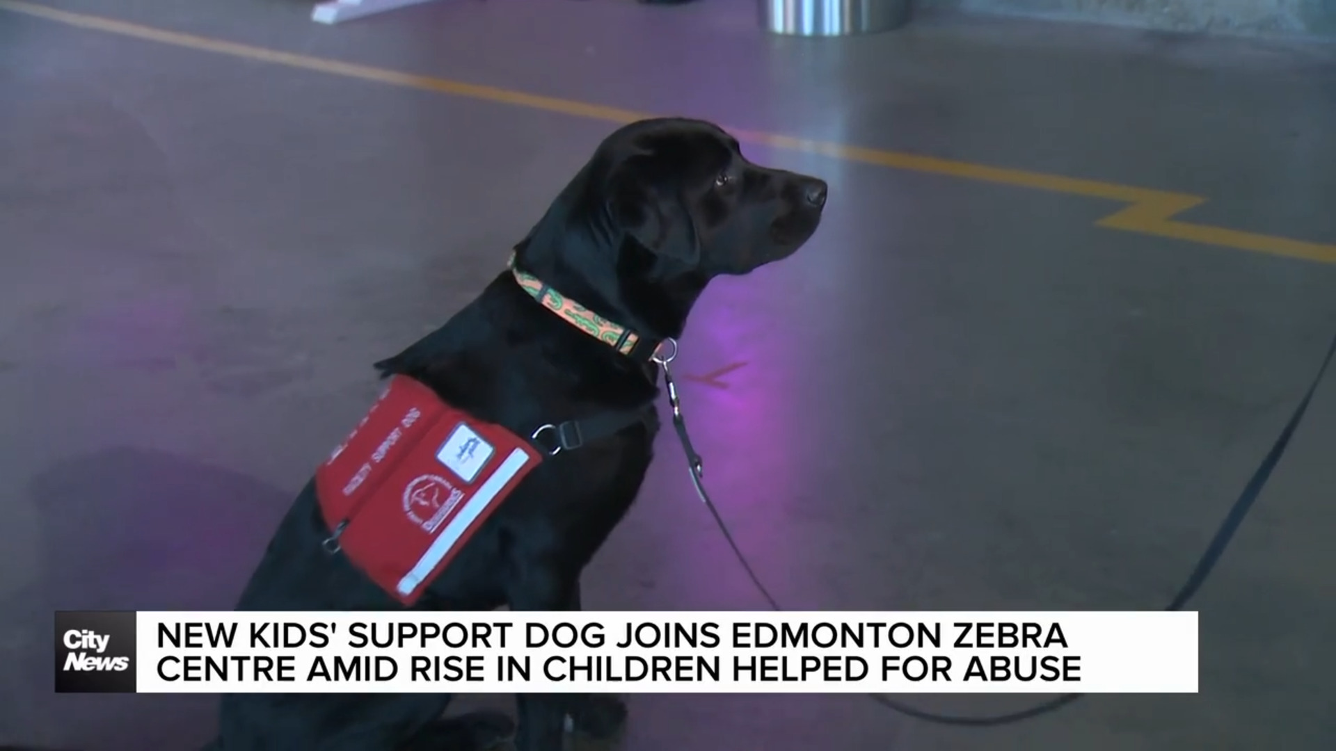New dog joins Edmonton Zebra Centre team amid rise in children helped
