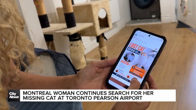 Montreal woman continues search for cat lost at Toronto Pearson airport