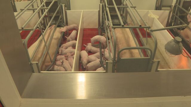 Manitoba farmers respond to antibiotic concerns