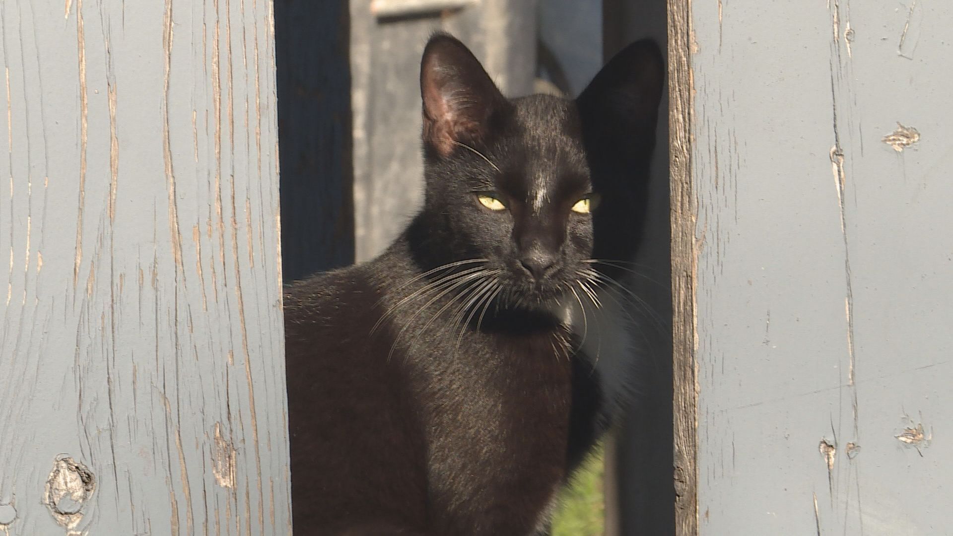 Two people from Winnipeg arrested for torturing and killing cats