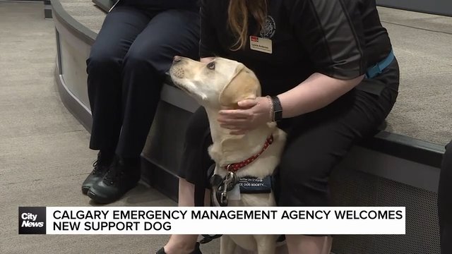 Calgary Emergency Management Agency welcomes new support dog