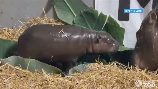 Toronto Zoo announces name of 3-week-old pygmy hippo