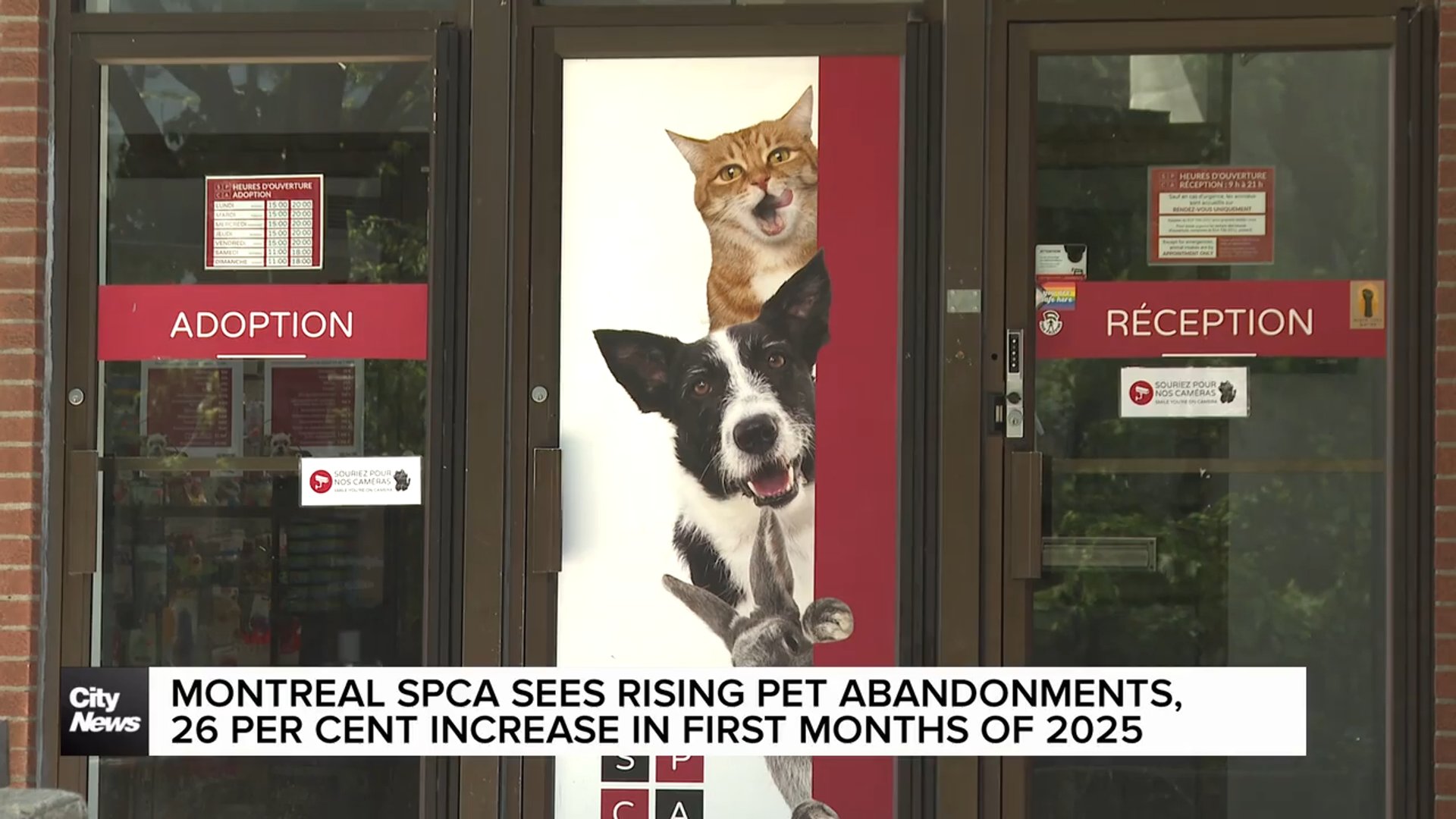 Sees Rising Montreal SPCA sees rise in pet surrenders