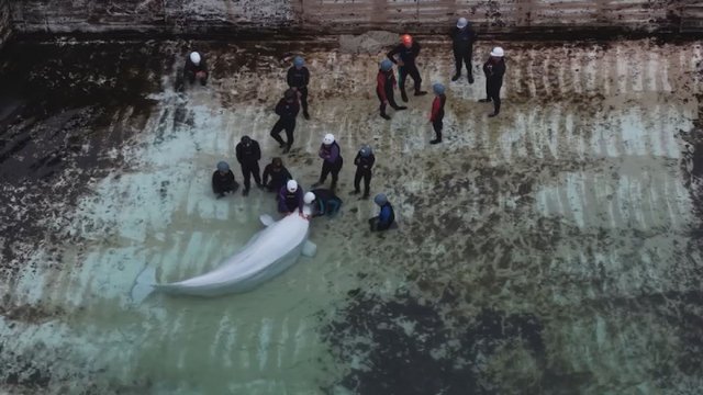Third Beluga whale from Marineland dies after move to new aquarium