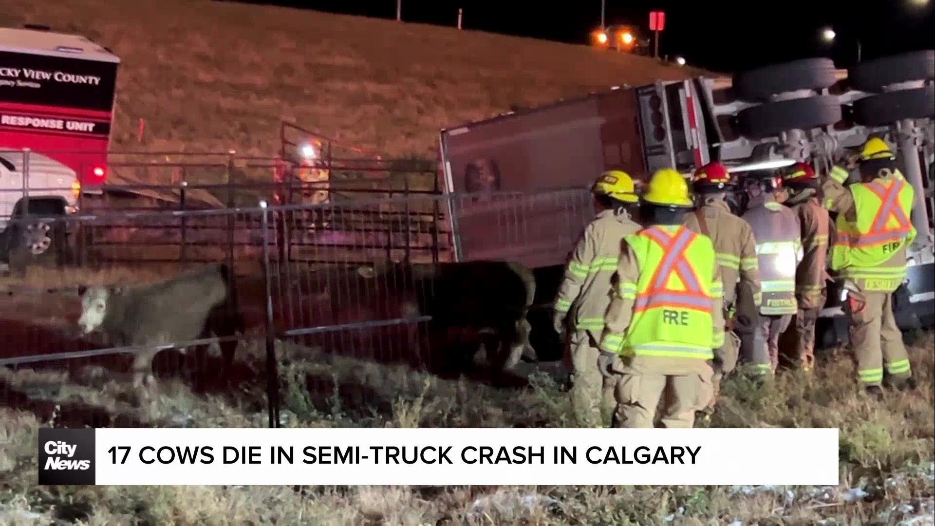 17 cows die in semi-truck crash in Calgary