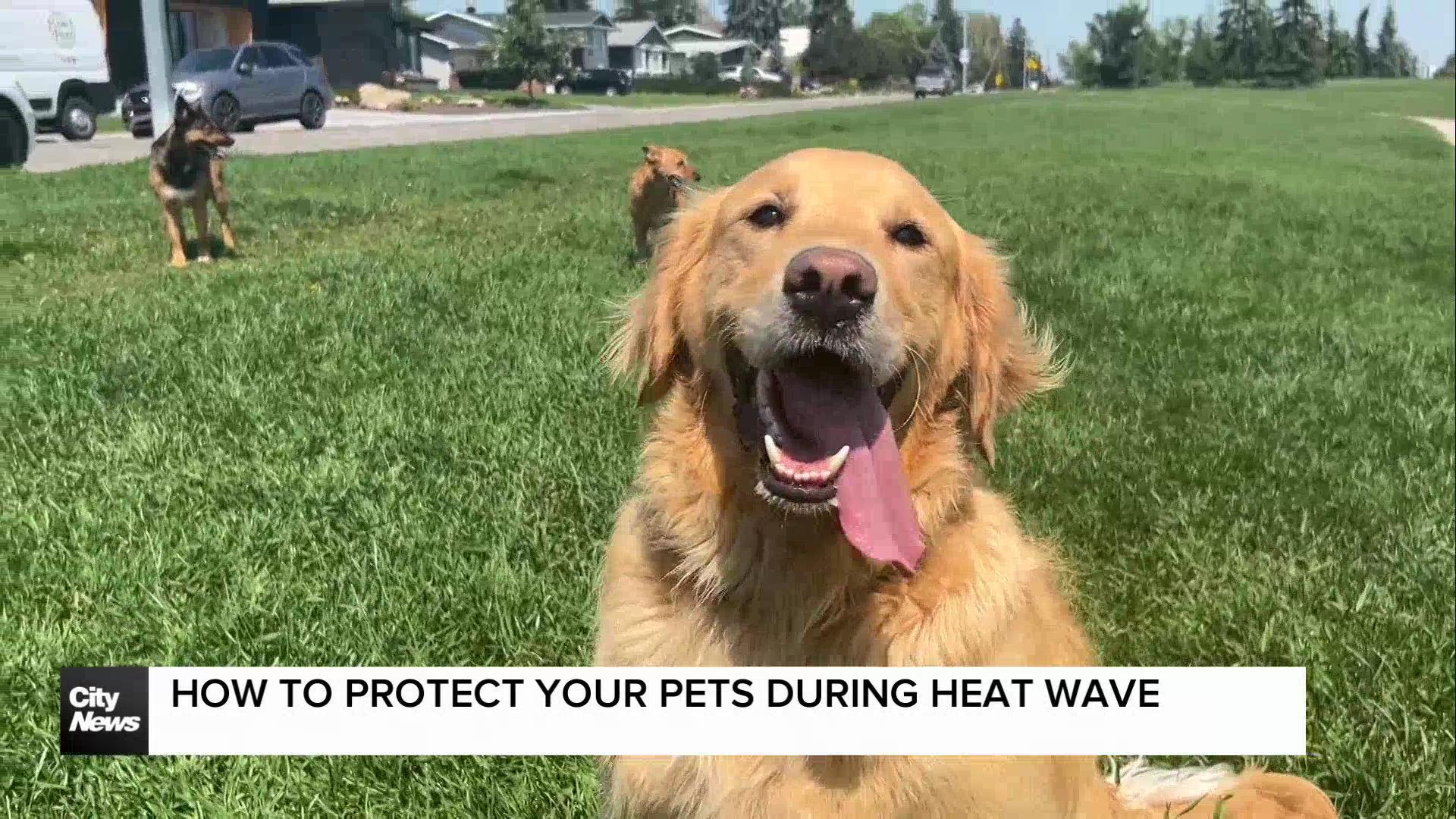 Pet safety during Calgary heat wave