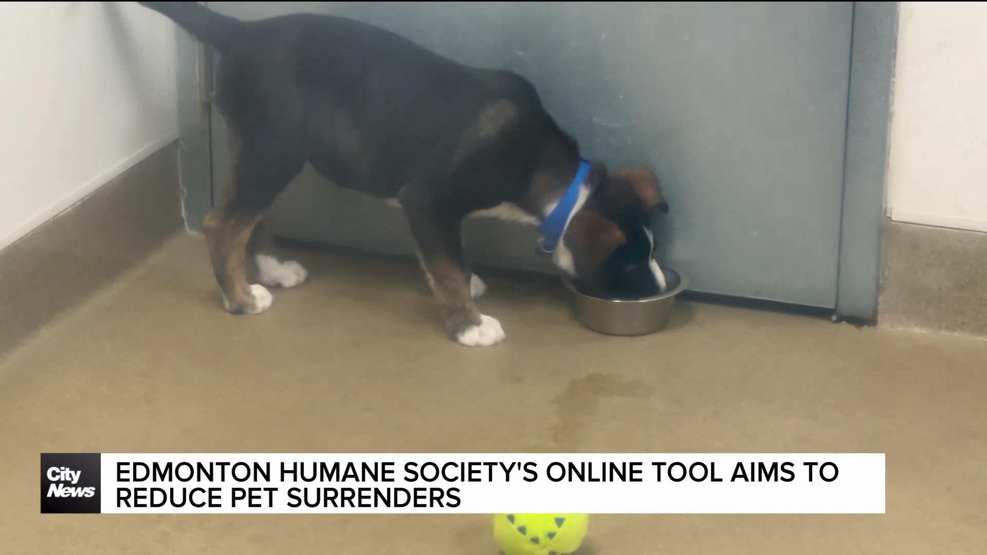 Edmonton Humane Society's new online tool aims to reduce pet surrenders