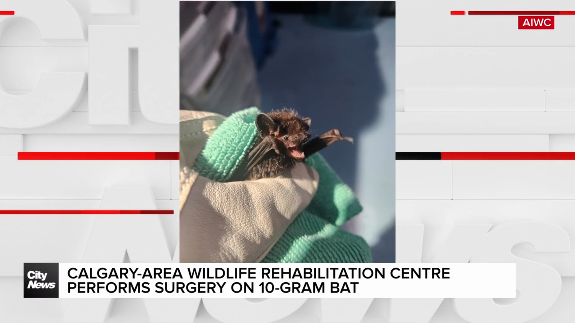 Calgary-area wildlife rehabilitation centre staff performs surgery on 10-gram bat