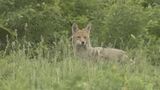 Boy bitten by coyote in Markham, second incident in four days