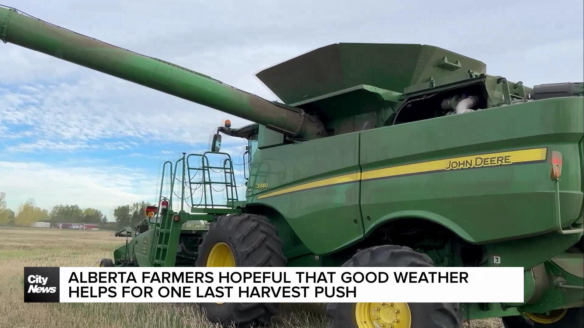 Alberta farmers hopeful good weather helps for one last harvest push