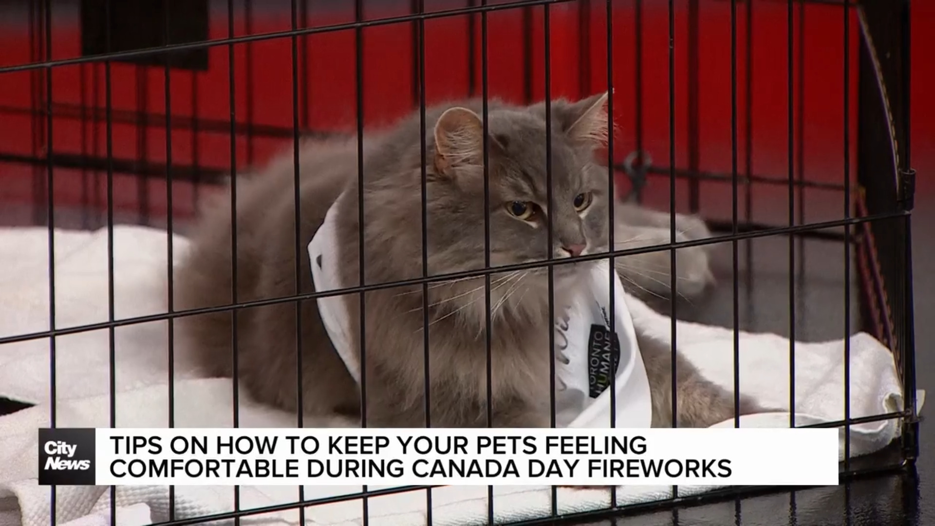 Tips for keeping pets comfortable during Canada day fireworks
