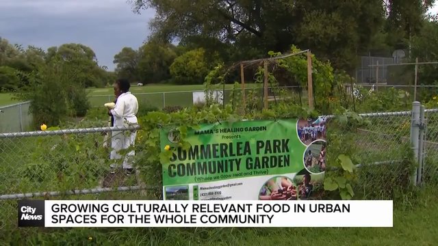 Growing culturally significant food in neighbourhoods known as "food deserts"