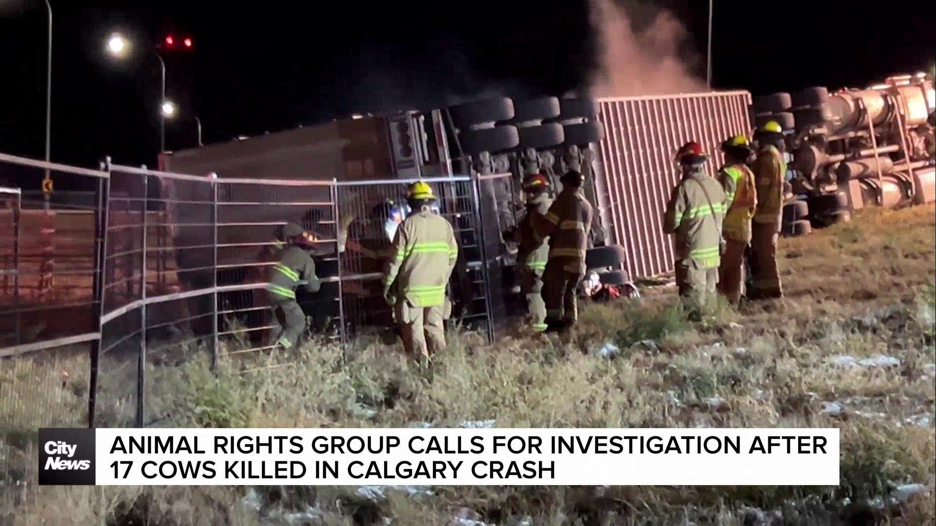 Animal rights group calls for investigation after 17 cows killed in Calgary crash