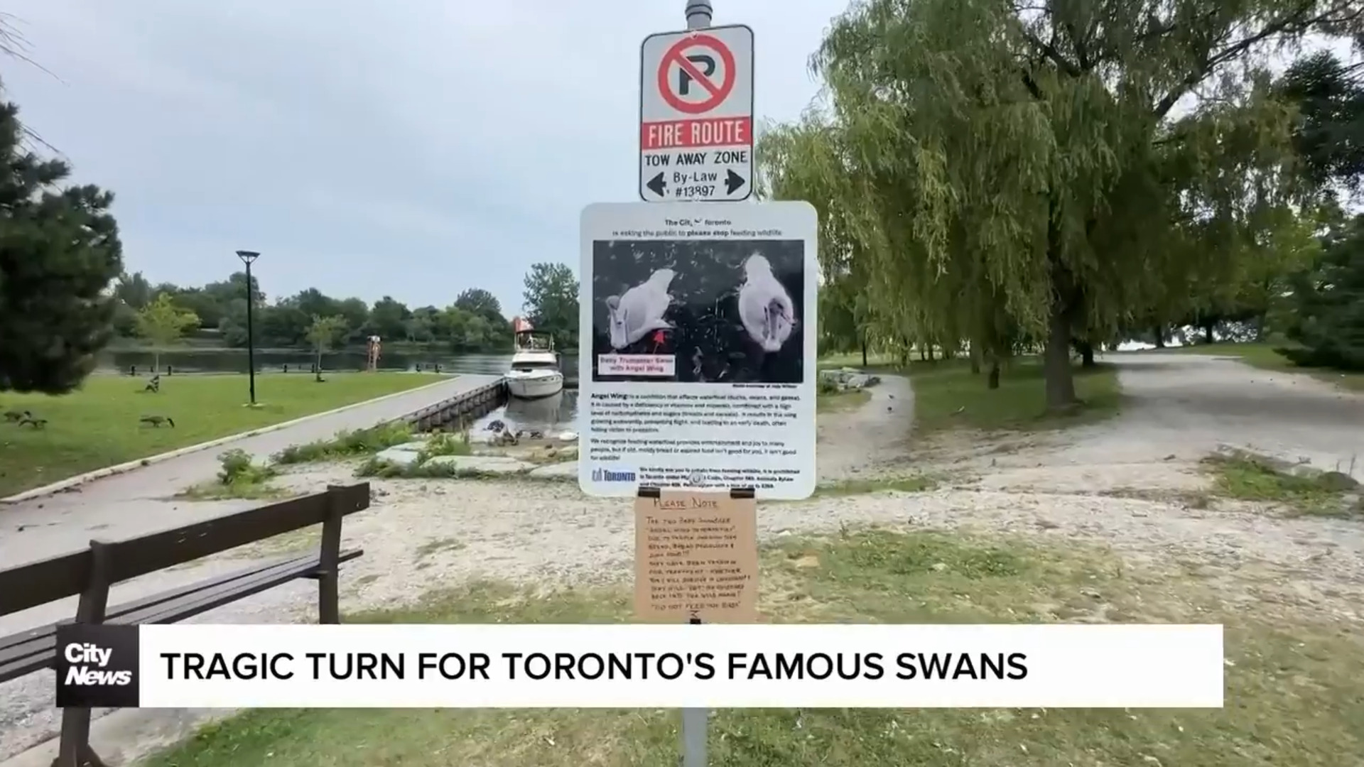 Toronto's internet-famous swans fall victim to human feeding