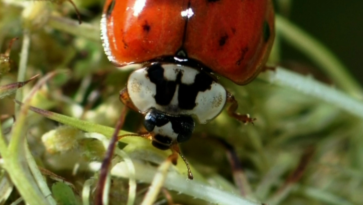 Seeing ladybugs everywhere in Toronto? Here's why