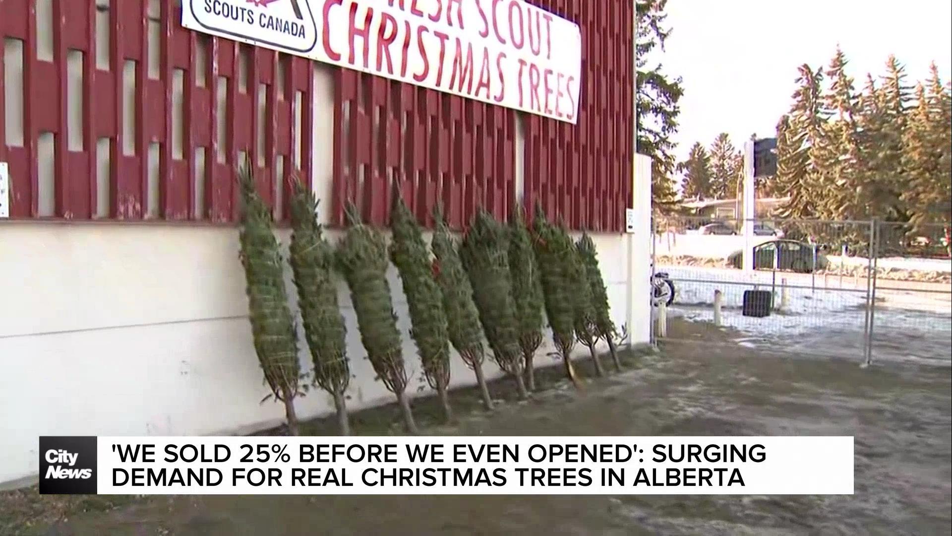 “We sold 25% before we even opened,” growing demand for real Christmas trees in Alberta