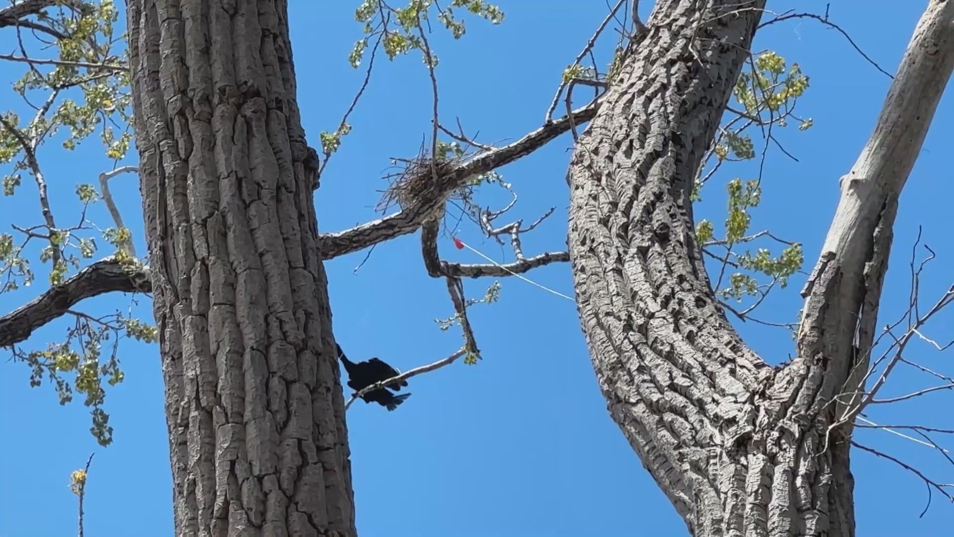 Turning to slingshots to deter island birds