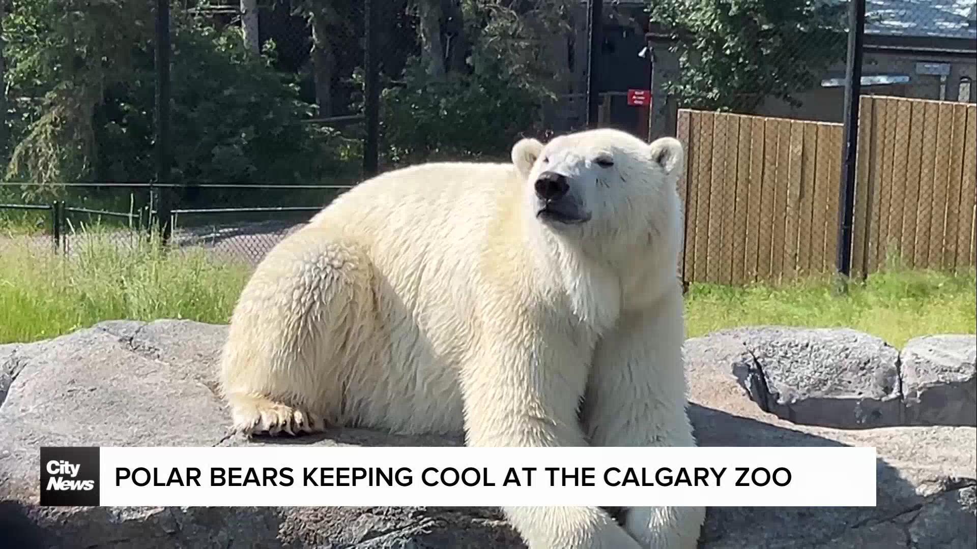 Polar bears keeping cool at the Calgary Zoo