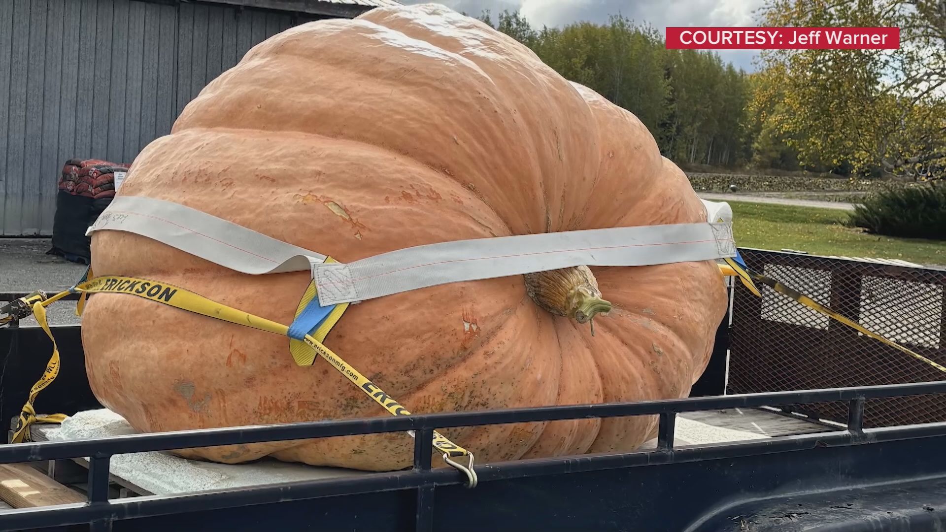 New record for largest pumpkin grown in Ontario