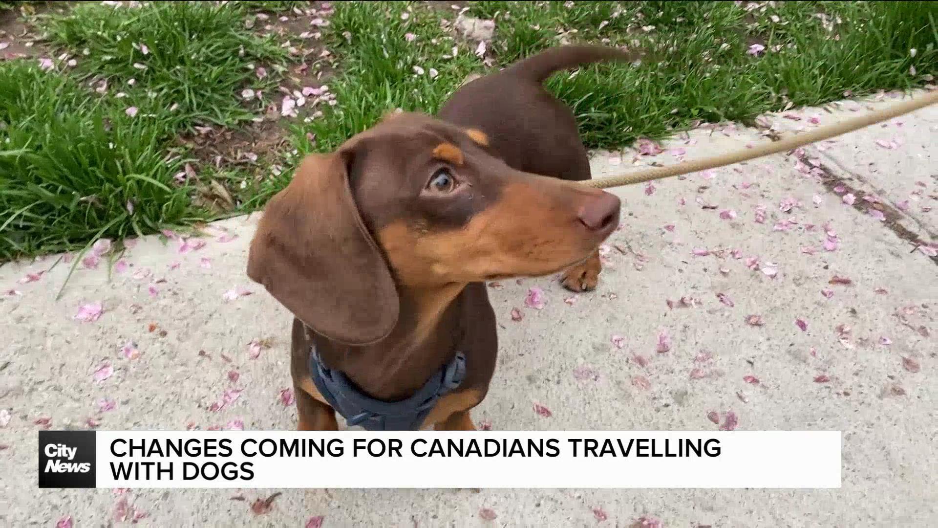 Canadians bringing dogs to the U.S. must follow new CDC guidelines.