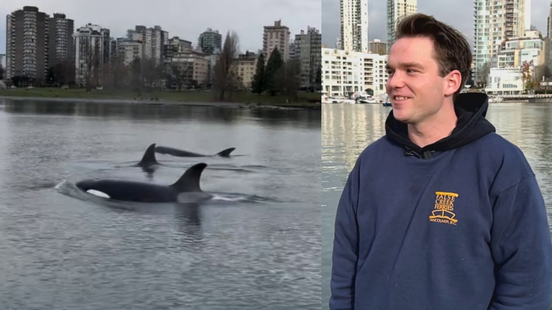 Ferry boat operator shares story of Orca encounter in Vancouver's False Creek