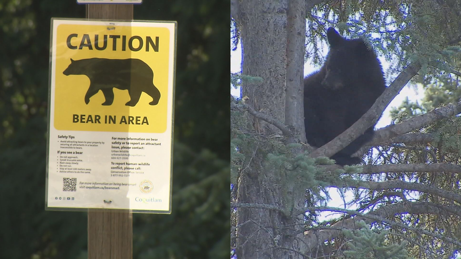 B.C. creates bear protection panel