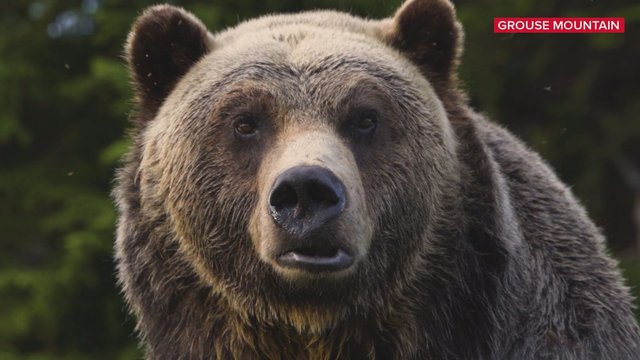 Grouse Mountain grizzly ‘Grinder’ passed away