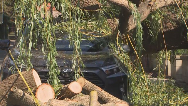Clean up continues as Toronto crews chop down trees uprooted in summer storm