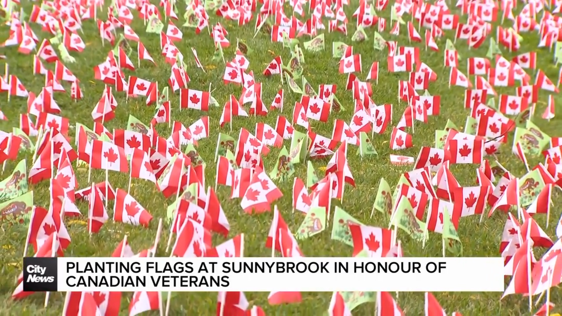 Planting flags at Sunnybrook in honour of Canadian Veterans