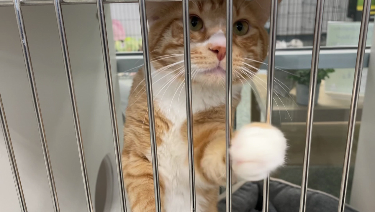 Valleyview pets rescued from wildfire threat tearing through Alberta