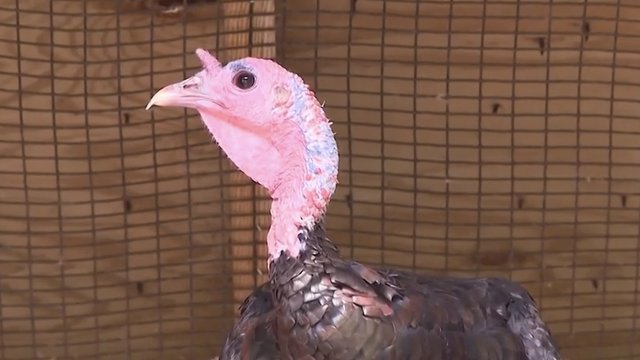 'Gravy' the nuisance turkey finds a forever home