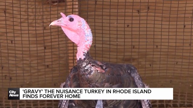 'Gravy' the nuisance turkey finds a forever home