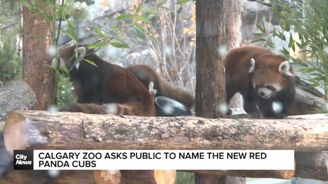Calgary Zoo asks public to name the new red panda cubs
