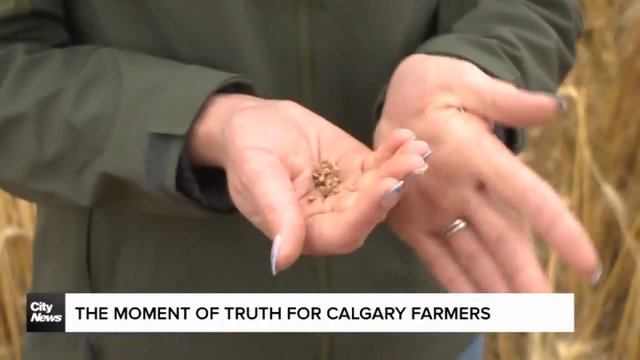 The moment of truth for Calgary farmers