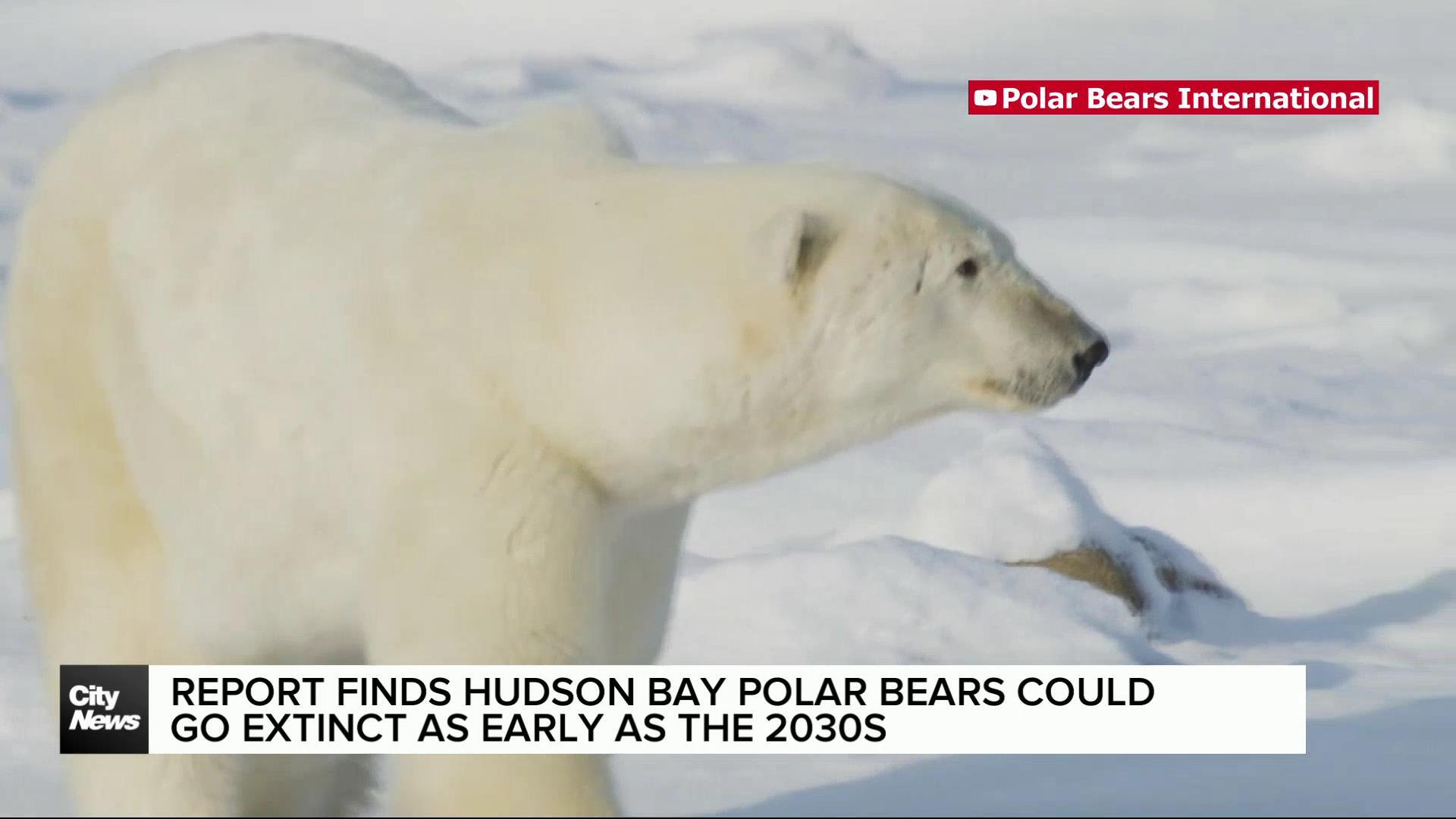 Hudson Bay polar bears at threat of being extinct as early as in the 2030s