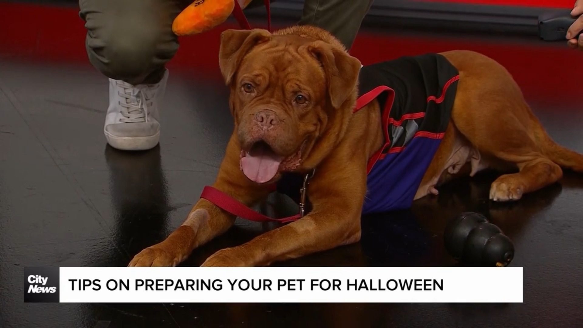 Tips for taking care of your pets for Halloween festivities