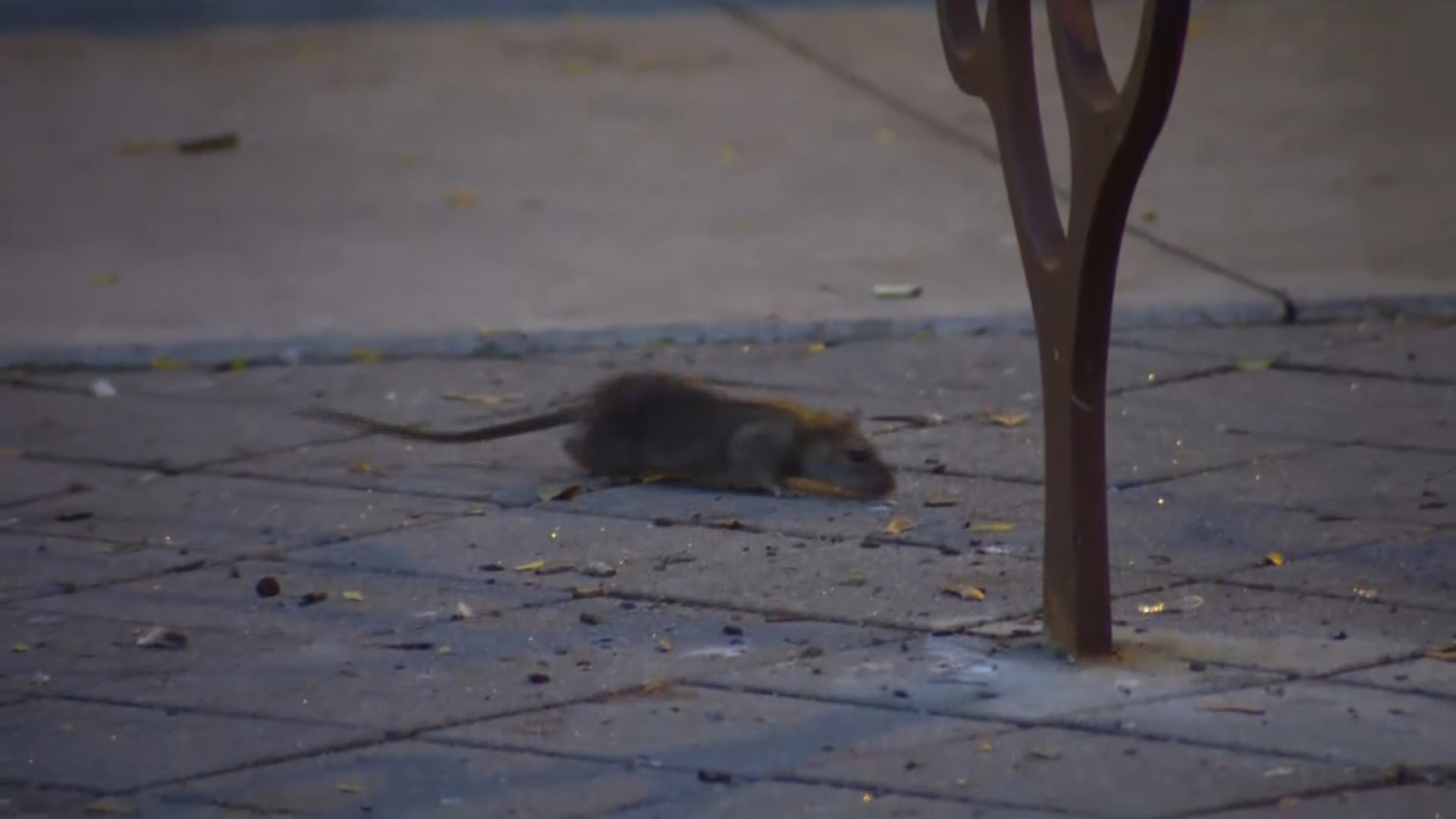 Two Ontario cities to tackle growing rat problem
