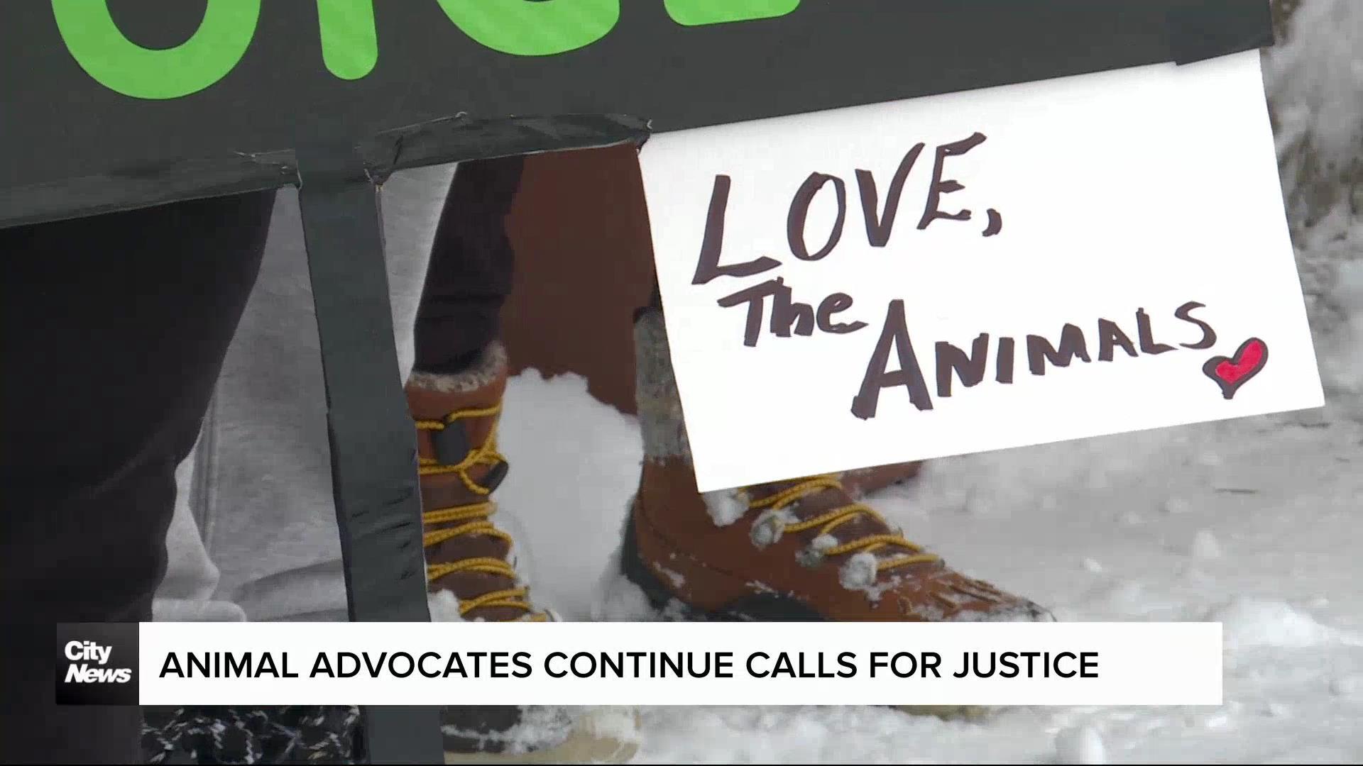 Winnipeg animal advocates continue calls for stiffer penalties for animal cruelty