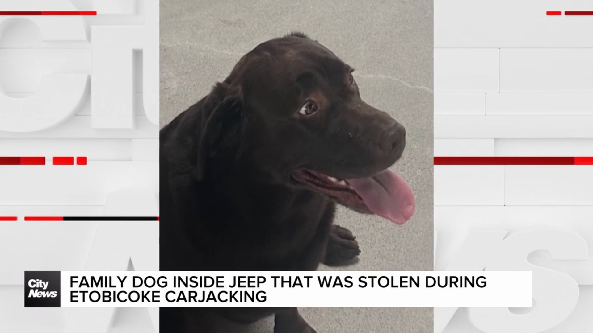 Family dog stolen during carjacking in Etobicoke Wednesday morning