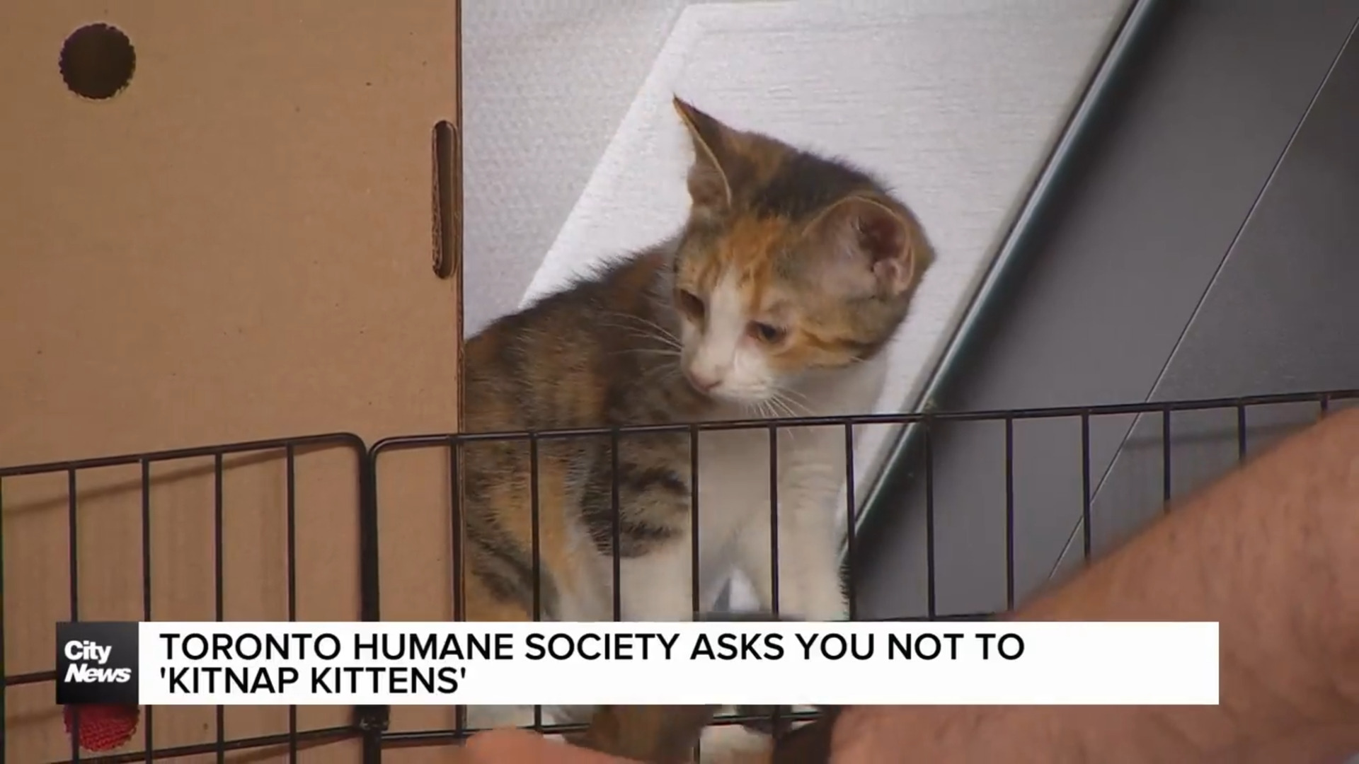 Tips on what to do if you find a litter of kittens