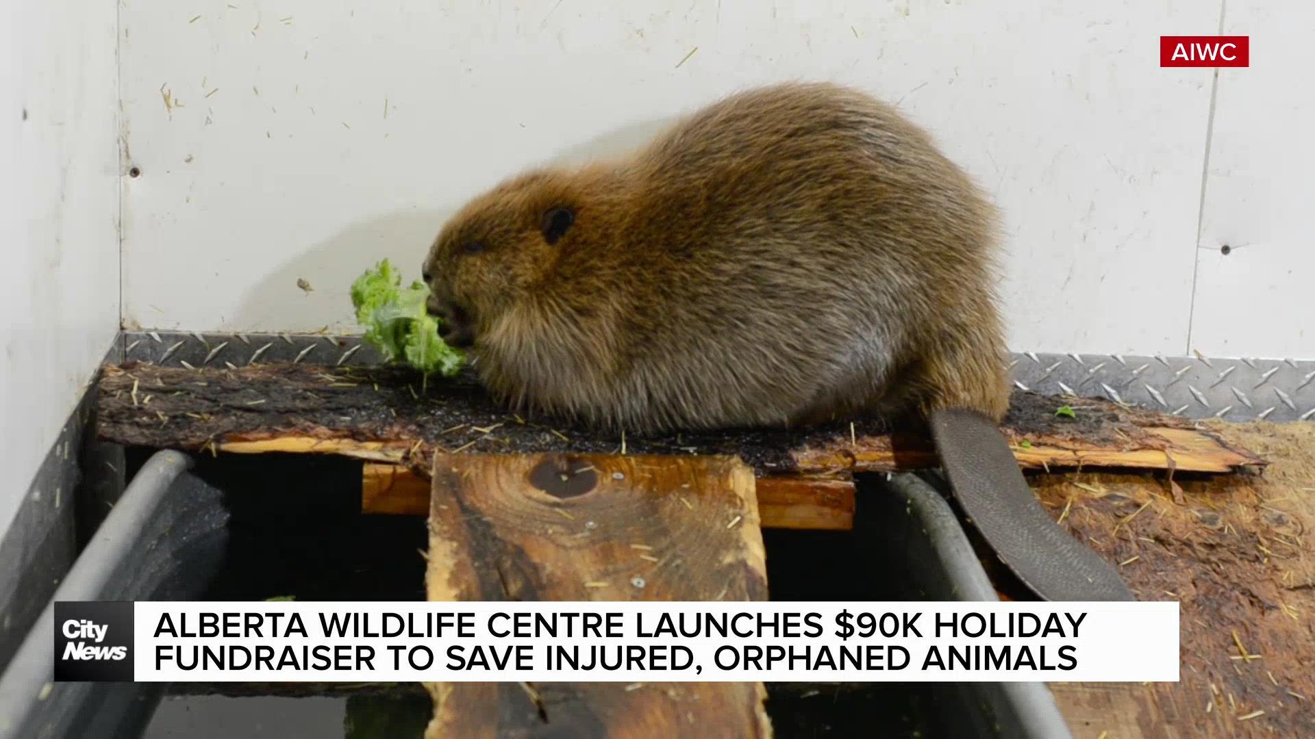 Alberta Wildlife Centre launches holiday fundraiser to save injured, orphaned animals