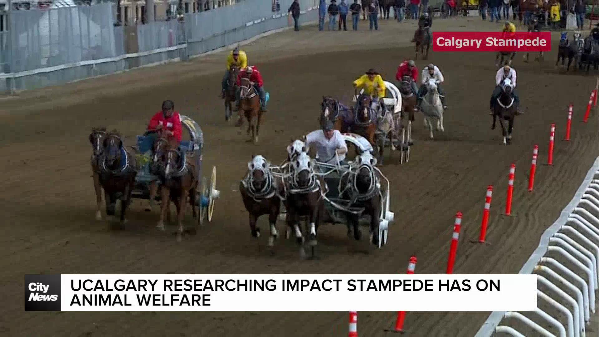 UCalgary researching impact Stampede has on animal welfare