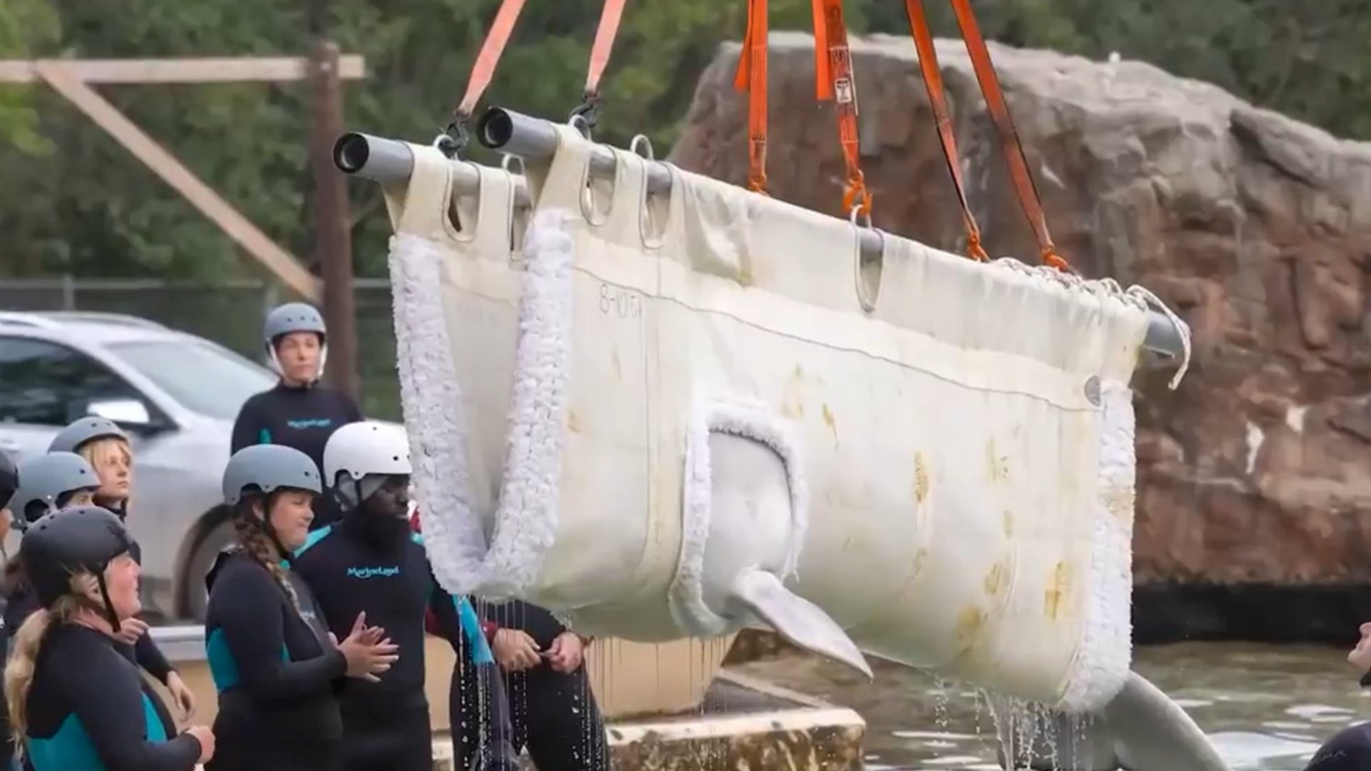 Now-shuttered Marineland in Niagara Falls begins the process of relocating 30 belugas